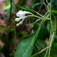 Doona zeylanica Thwaites(Thwaites) P.S.Ashton